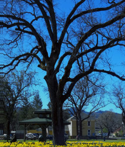 Pari Livermore Minnie Cannon School